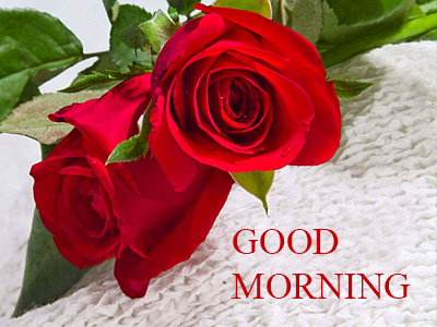 Good Morning Romantic Rose Free Download Good Morning Images